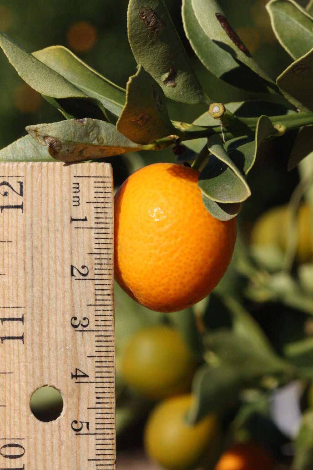              Fruit (Riverside, CA)       